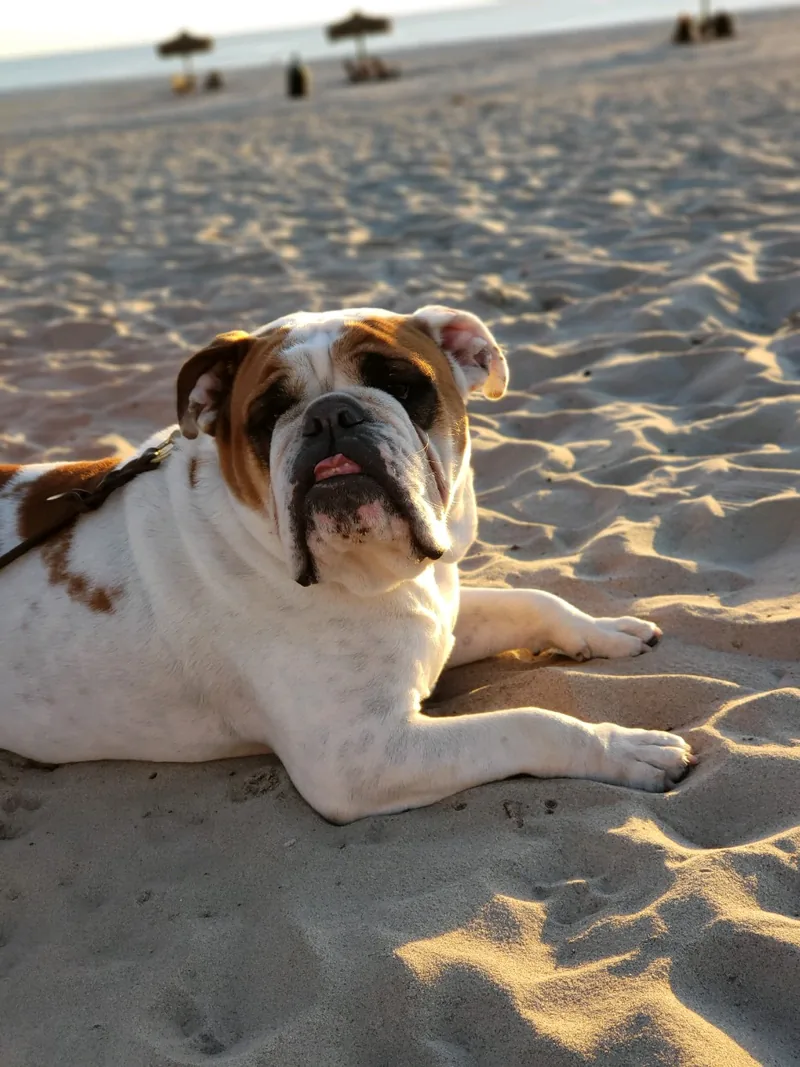 Spartacus, an English bulldog, white with brown patches, lying on the sand at golden hour with his tongue out