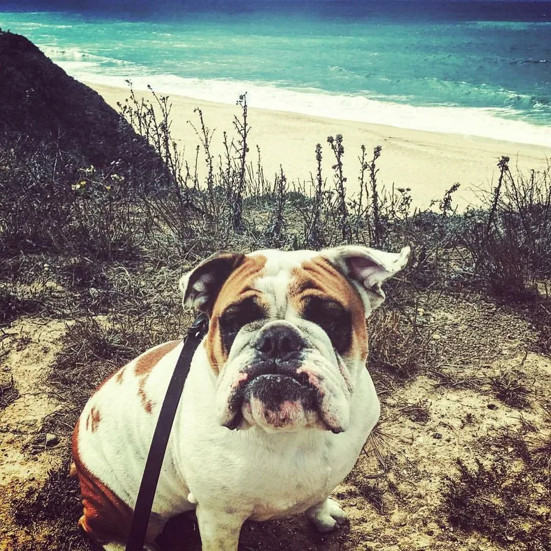 Spartacus sitting on a bluff above the beach, the ocean behind him, looking straight at the camera